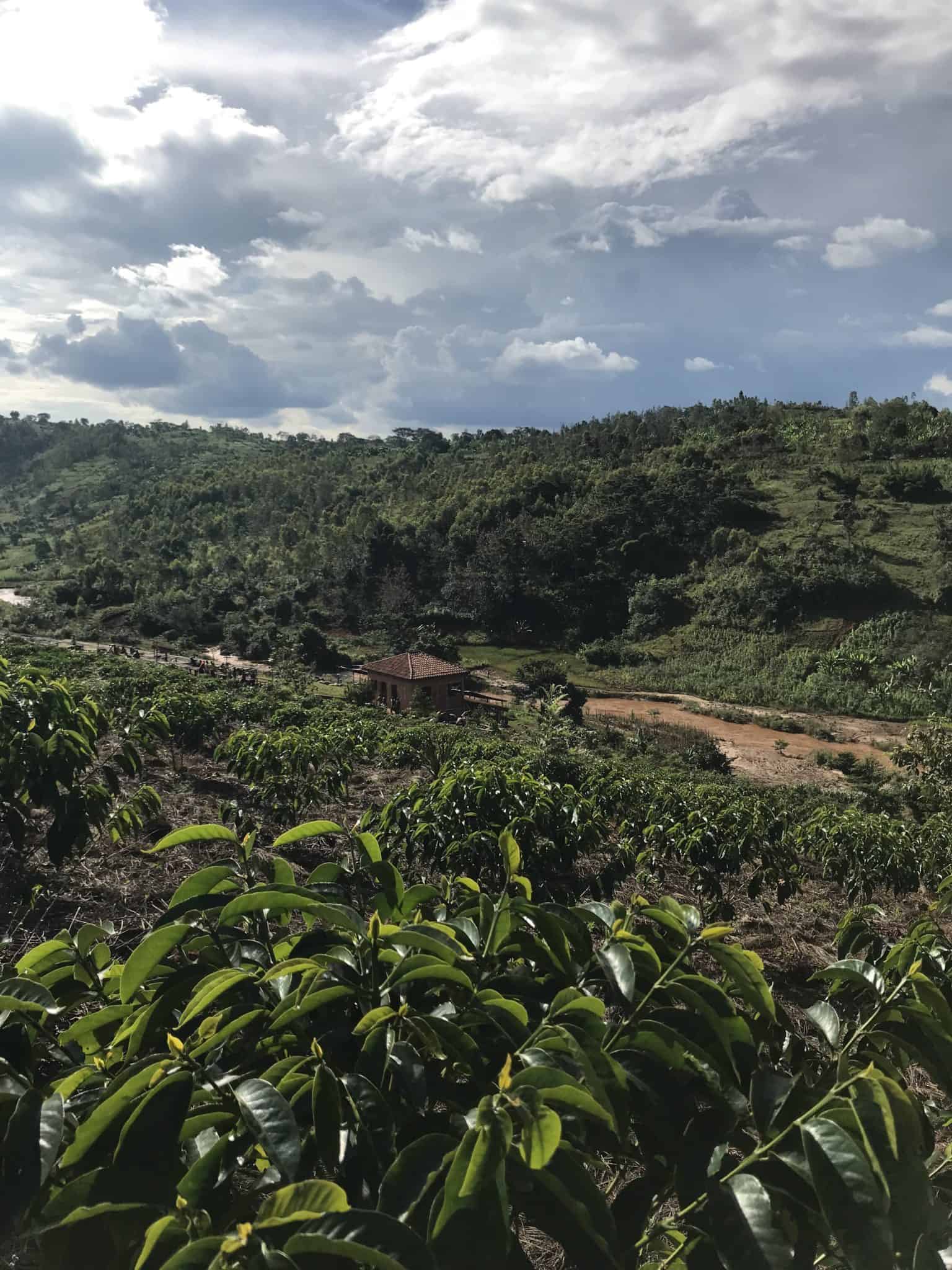 Burundi Kaffee Farm Spezialitätenkaffee