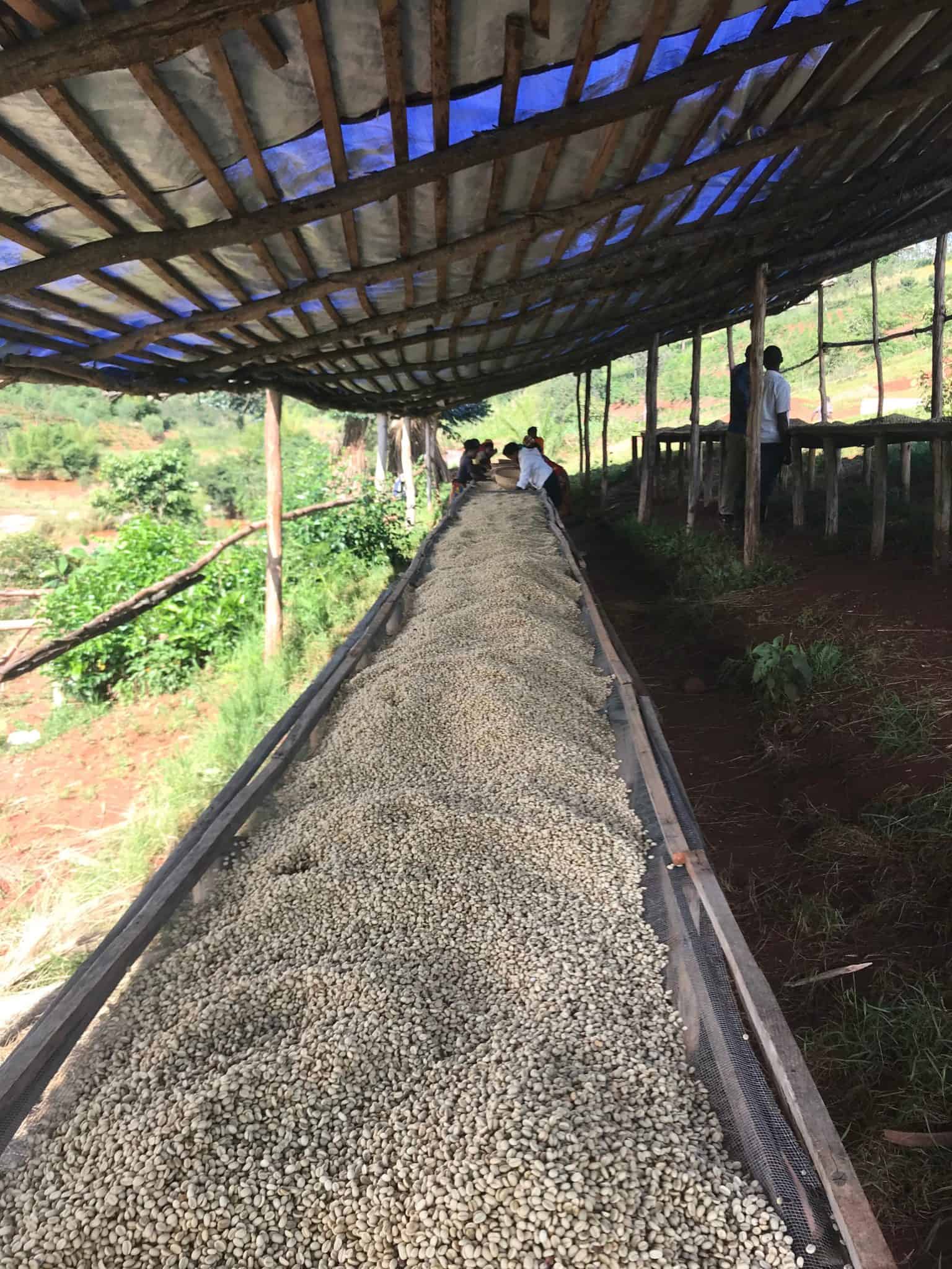 Burundi Kaffee Farm Spezialitätenkaffee