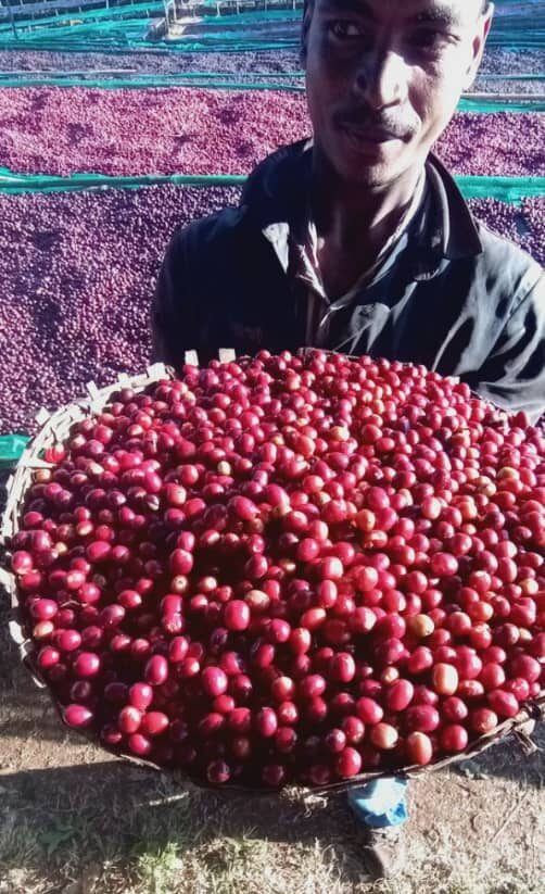 Äthiopien Bio Sortenrein Kaffee 7
