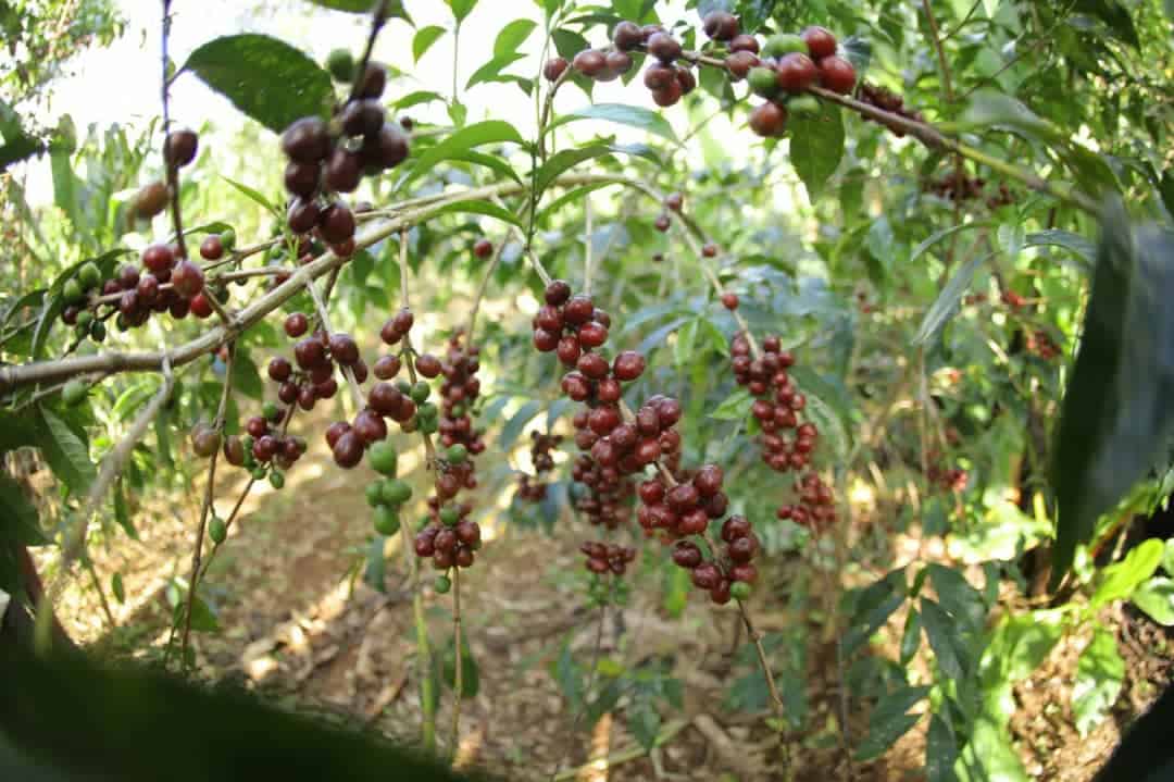 Äthiopien Bio Sortenrein Kaffee 9