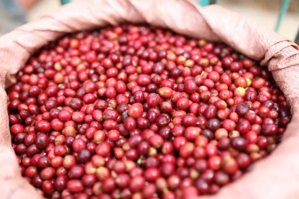 Äthiopien Bio Sortenrein Kaffee 3