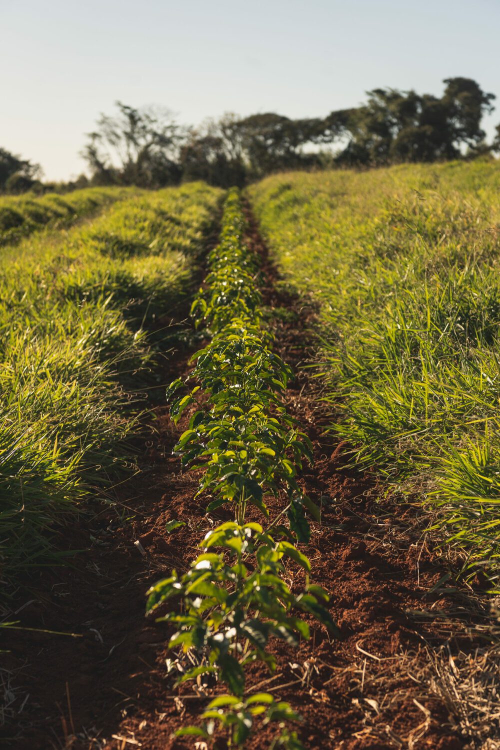 nachhaltige landwirtschaft brasilien