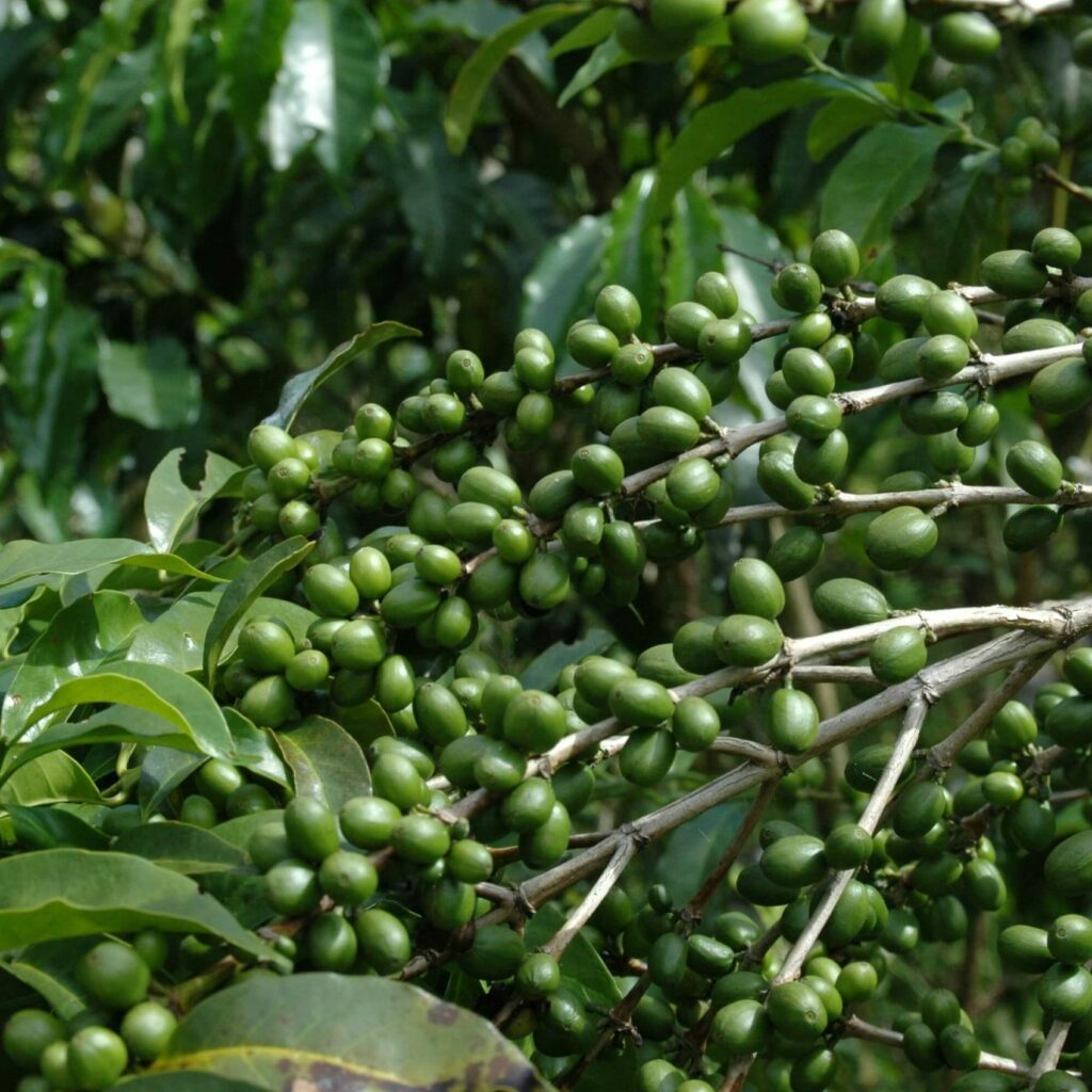 Saisonaler-Kaffee-Papua-Neuguinea-DSC_3657-scaled-e1697638292542.jpg